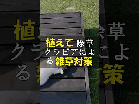 芝生の代わりに適したグランドカバーは何ですか?あなたの庭の土壌に応じてトップ3をご紹介します。  庭園