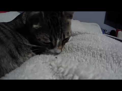 When Your Cat Starts Eating Your Blanket (Nursing Cats)