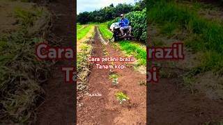 Download lagu How Brazilian farmers grow coffee, in a modern and creative way #braziliancoffee #farmers #agricu... mp3 Download lagu How Brazilian farmers grow coffee, in a modern and creative way #braziliancoffee #farmers #agricu... mp3
