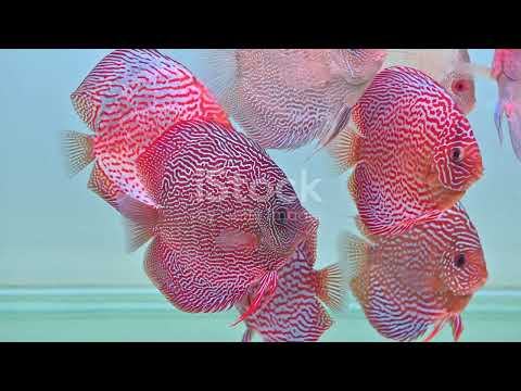 Aquatic Wonders: Exploring Peru's Diverse Fish Species! #cuteanimal #wildlife #nature