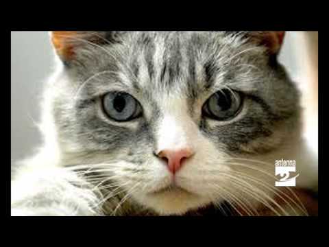 Le Diabete Gatto Insufficienza Renale 1 Unità Di Insulina Per 1 Eh