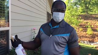 My Therapy Garden: Spraying of the Roses