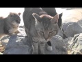 Lo que hacen estos gatos me alegró el día ¡Me encuentro "happy"!
