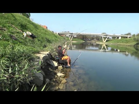 FEEDEROM NA KUPI U KARLOVCU (IZMEĐU MOSTOVA) - Ninoslav Žagar