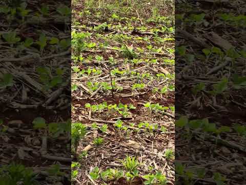 Igreja do Ribeirão dos Índios