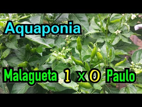 Pimenta malagueta na cama de cultivo - Aquaponia Coyote