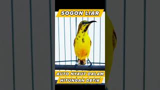 Download lagu sogon liar gacor pikat ampuh mp3 Download lagu sogon liar gacor pikat ampuh mp3