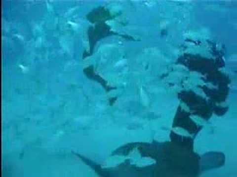 Diver Assaulted by Moray and Stingray