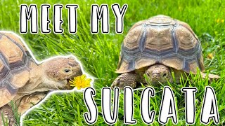 Meet My Sulcata Tortoise // African Spurred Tortoise