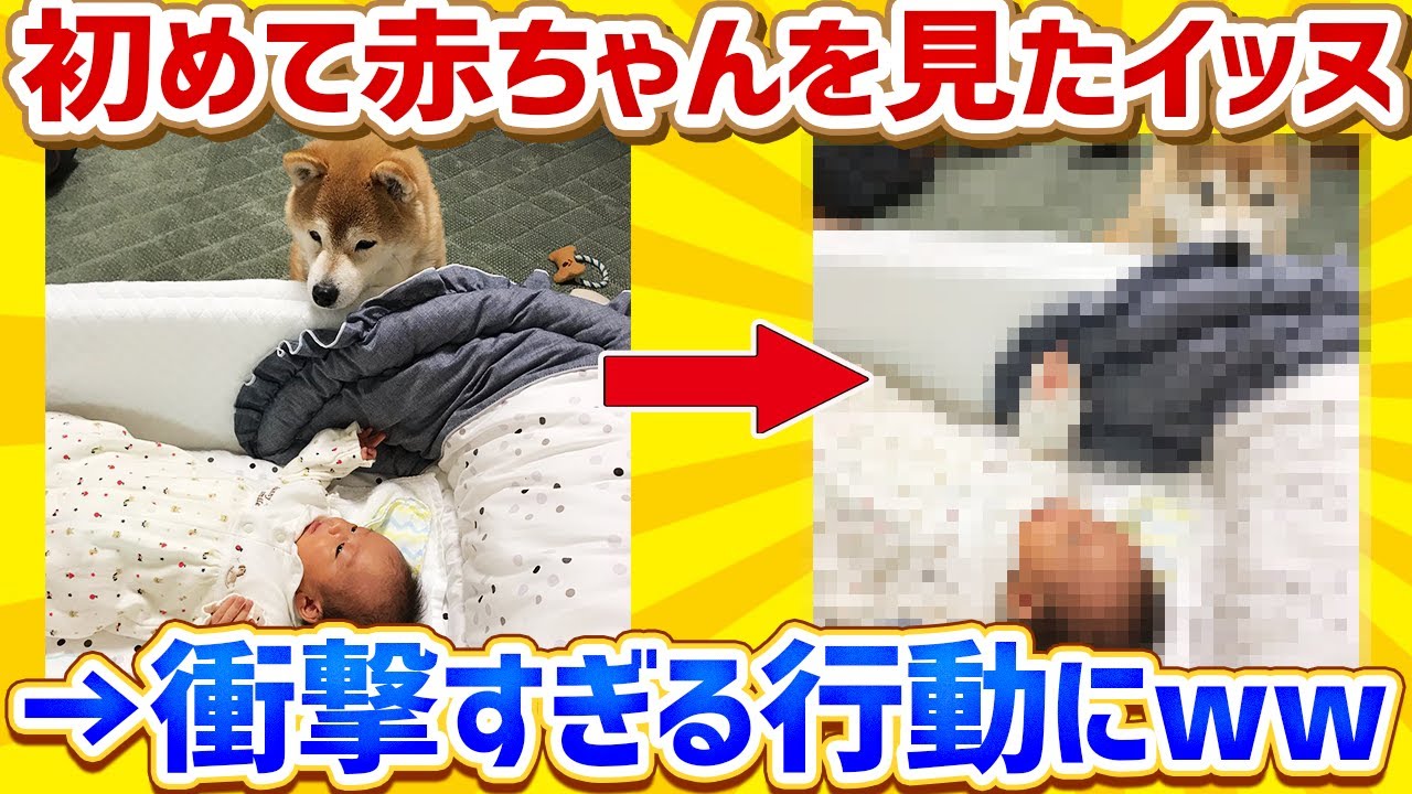 【2ch動物スレ】初めて赤ちゃんを見たイッヌさん、衝撃の行動にwww