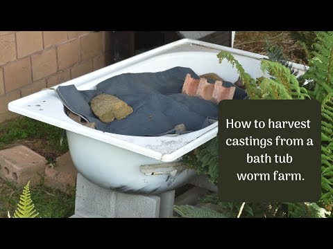 How to harvest worm castings