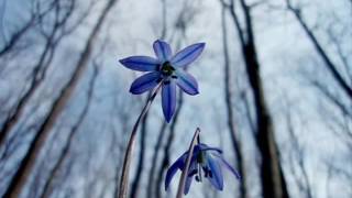 Pierre Lapointe Nous n'irons pas