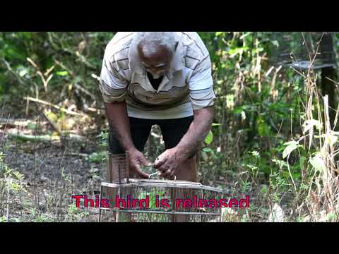 Catching Semp a local finch in Trinidad & Tobago 2021