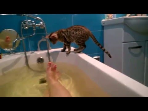 Бенгалка в ванной,Bengal cat in the bathroom