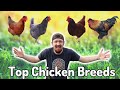 Best CHICKEN Breeds You Need For Your Flock