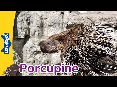 Meet the Animals | Porcupine | Mammals | Stories for Kindergarten