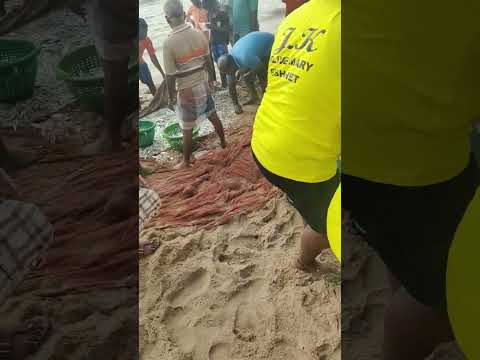 Thiruvanmiyur kuppam beach, Big fishing video,😎😱