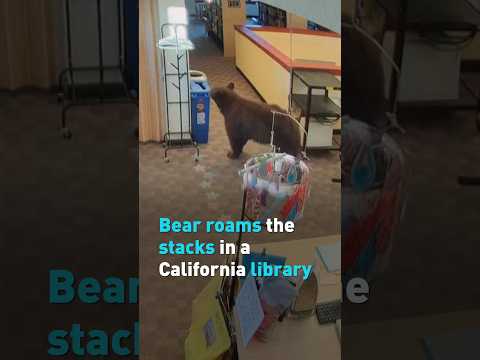 Bear roams the stacks in a California library