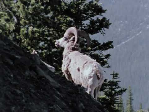 A Day in the National Parks, NFB 1976