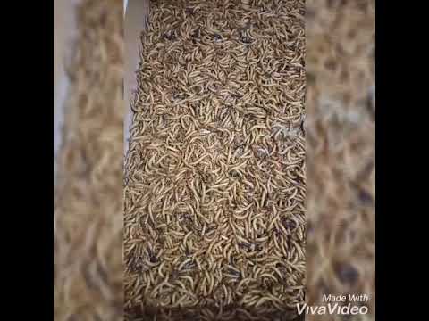 Penyebab ulat Hongkong banyak yg mati❗