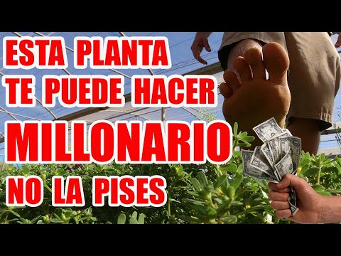 , title : 'Planta que pisas y que pondrían hacerte ganar mucho dinero'