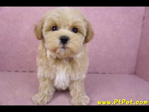 12/10馬爾泰迪母幼犬(台北大安)