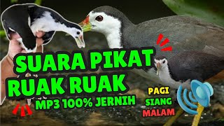 Download lagu SUARA PIKAT BURUNG RUAK RUAK atau TRUWOK JANTAN PALING AMPUH #9 mp3
