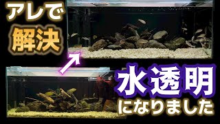 【熱帯魚水槽メンテナンス】黄ばんだ飼育水をキラキラクリアな水に替えたゼロ円で意外な方法/アクアリウム