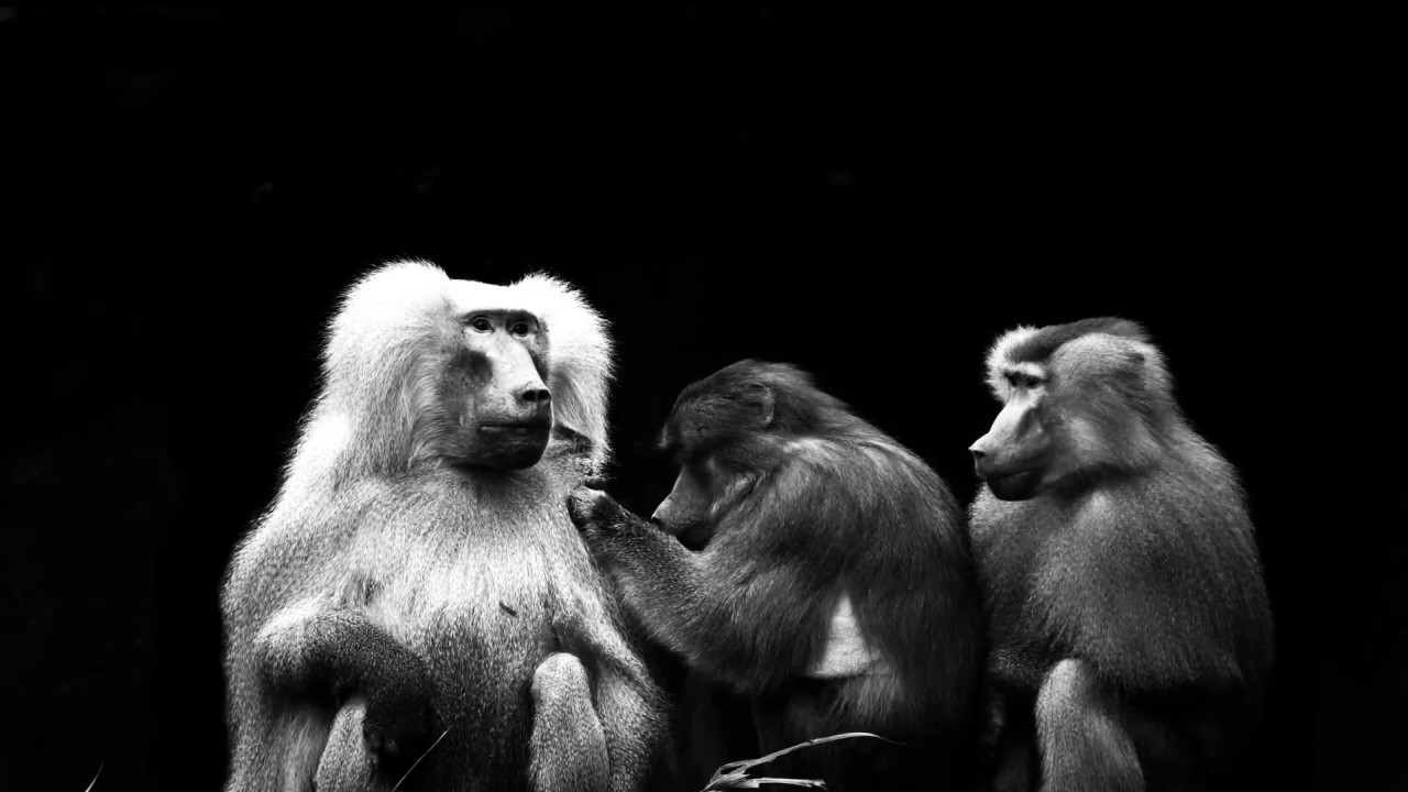 [machina] – NOVO JUTRO