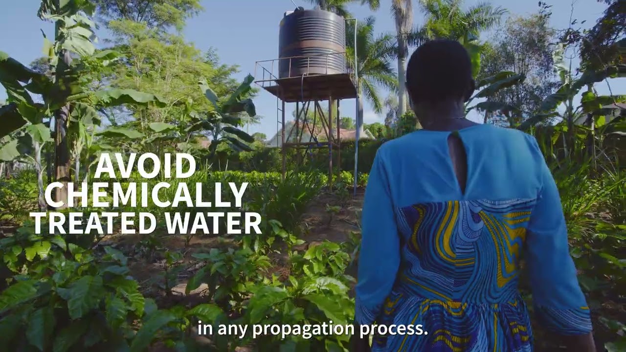 Video 1: Importance and Establishment of Clonal Coffee Nurseries