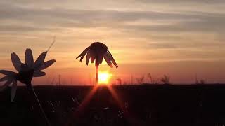 Nana Mouskouri, Qui sait où va le temps, Who knows where the time goes