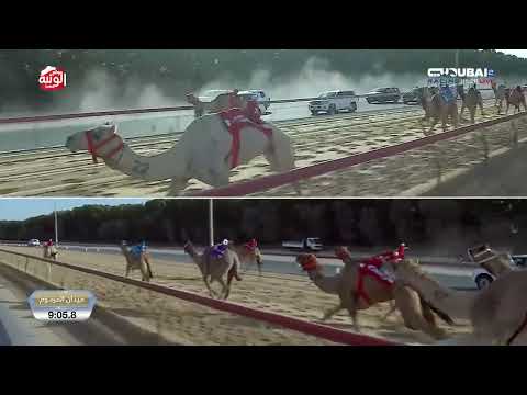  الشوط 7 (هملوله) لـ هجن الرئاسه 12:34:6 , تاهيل المرموم 2025/11/16 حول زمول 