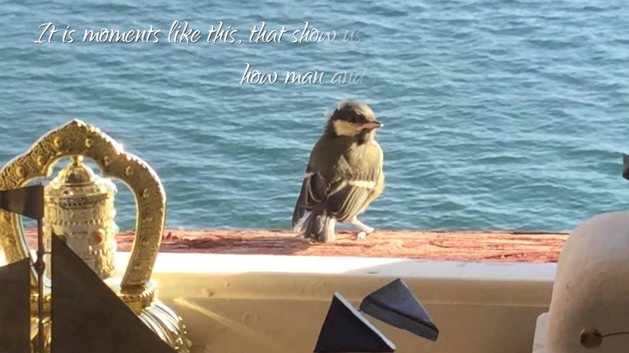 Mythos Art Gallery little Bird story