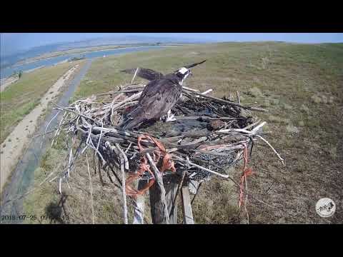 7/25/18 ~ OSMP OSPREY, ALMOST A FLEDGE