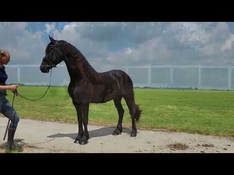 Stal Okkema's Mayke - Jehannes x Jense - Mare - 2020 - 1.65m
