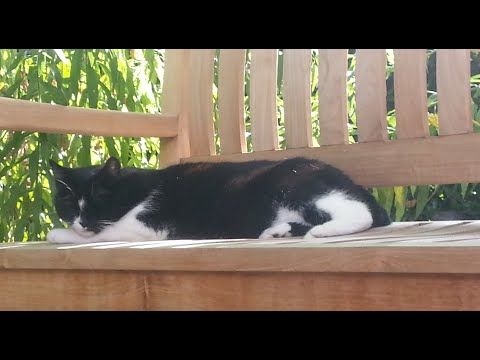 ASMR Bike | Streets of Bonn 2023 03 17 Friday Pt 2