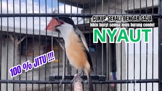 Download lagu cendet gacor FULL ISIAN JITU cocok BUAT PANCINGAN CENDET AGAR BUNYI,, jadikan BURUNG PENTET GACOR  mp3