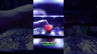 Using The Drifter Fish Feeder In Your Reef Tank!