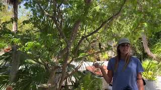 Species Spotlight: Lignum Vitae