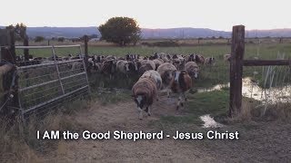 My Sheep Hear My voice and they Follow me and I give them Eternal Life - Jesus Christ God