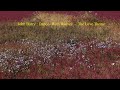 John Barry : Dances With Wolves   - The Love Theme