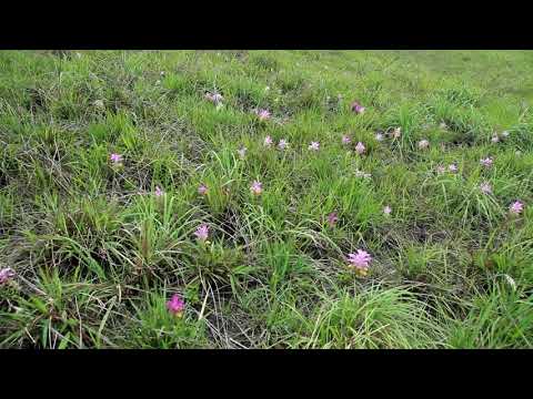 Balpakram National ParkMeghalaya, India
