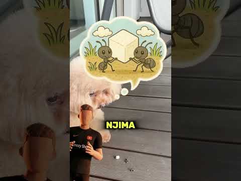 Ovo Štene Je Previše Dobro Za Ovaj Svijet 🐶🥹 #balkan #trending