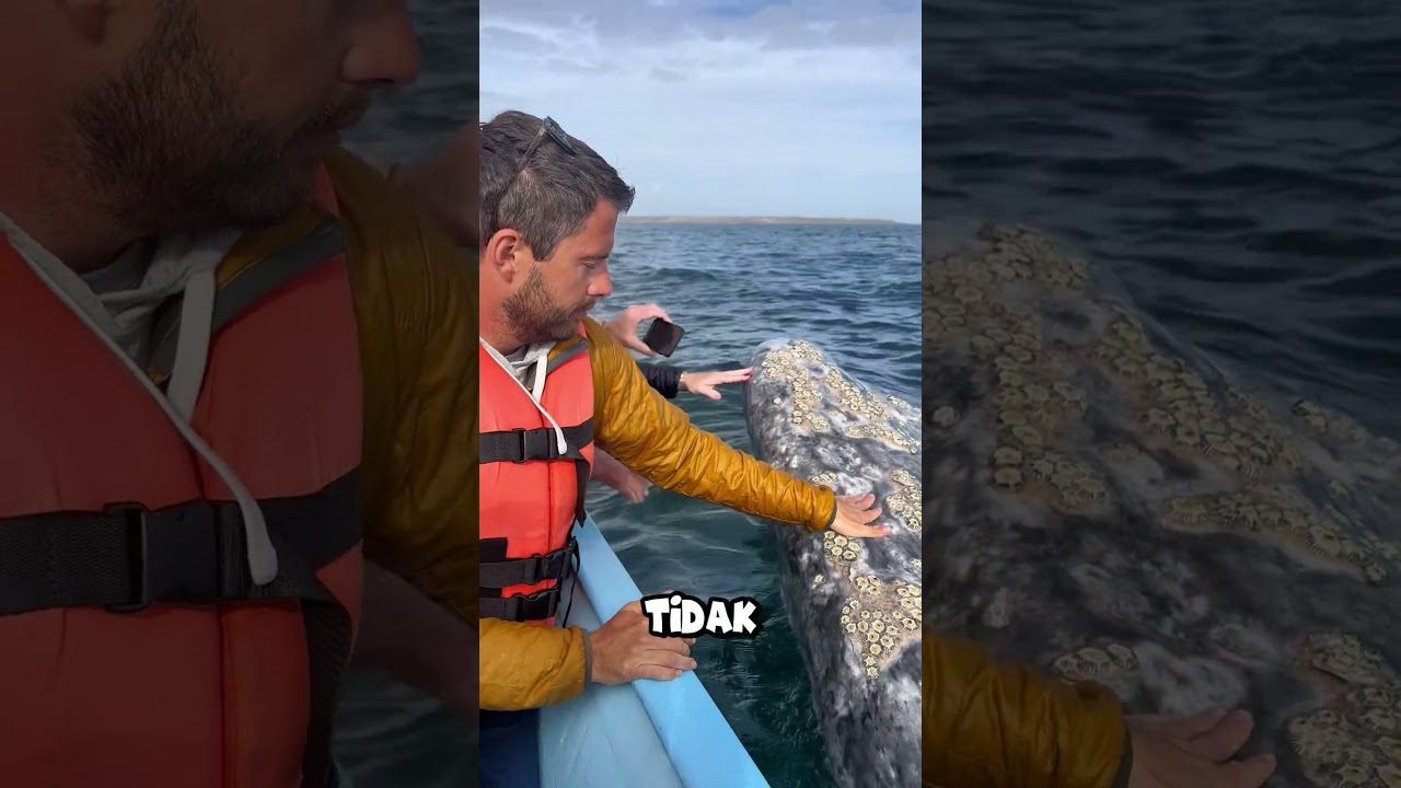 Apakah Paus Suka Menyerang Kapal #shorts