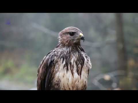 Nature Insects Birds and Animals