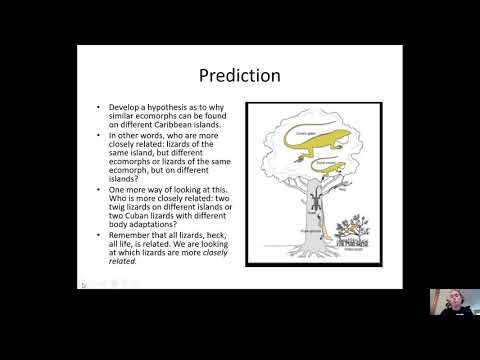 Anole Lizard Directions