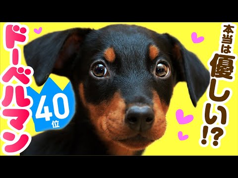 アルビノドーベルマンの特徴と飼い方