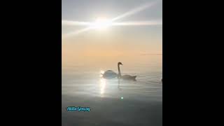 Sezen Aksu - Kutlama 🎙️