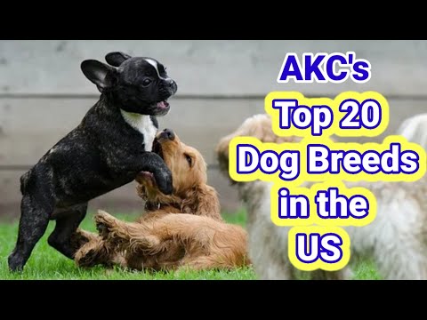 AKC's Top 20 Dog Breeds in the US || Most Popular Dog Breeds in the US in 2021