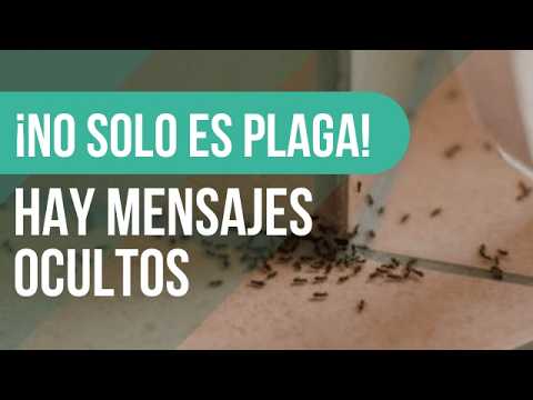 ⚠️ ¿Qué SIGNIFICAN las PLAGAS en la CASA? 🐜🏠  ¡No es solo coincidencia!